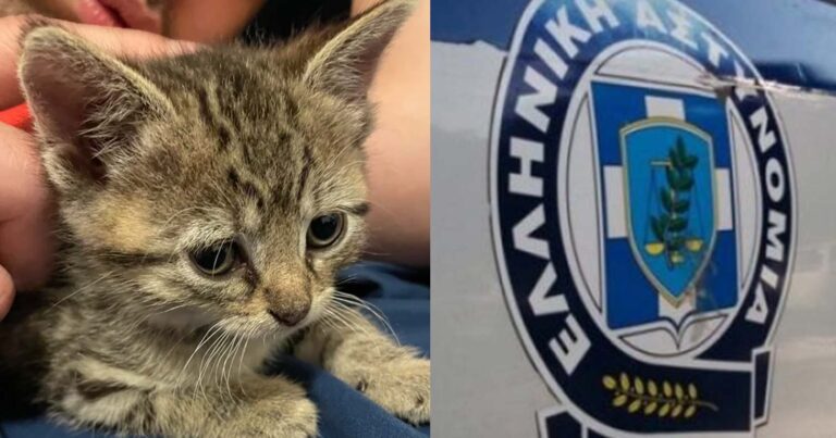 Μυτιλήνη: Άνδρας έλοuσε γατάκι με οινóπνευμα, το έβαλε σε σακοúλα και το πέταξε στα σκουπiδια