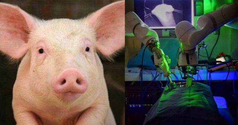 Νεφρό από χοίρο λειτουργεί σε ανθρώπινο σώμα 32 ημέρες μετά τη μεταμόσχευση