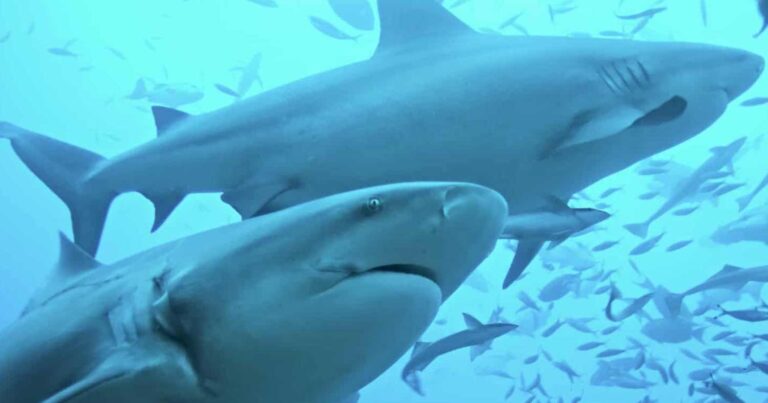 Απίστευτο: Καρχαρίες «βολτάρουν» δίπλα από καΐκι στον κόλπο της Επιδαύρου