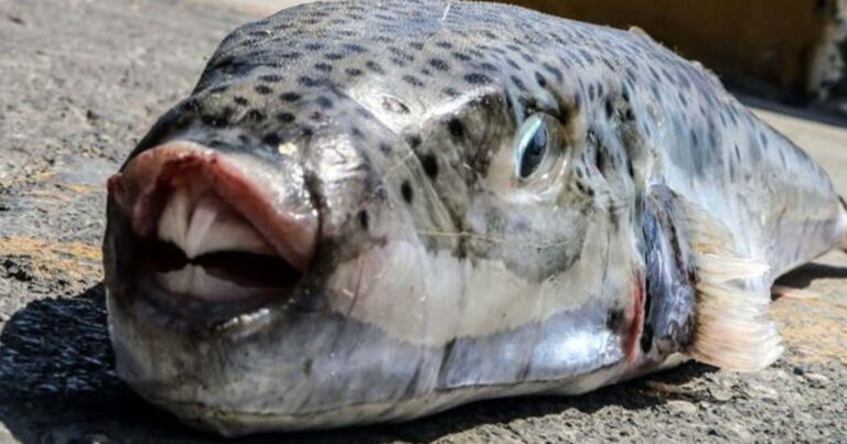 Λαγοκέφαλος επιτέθηκε και δάγκωσε γυναίκα μέσα στη θάλασσα