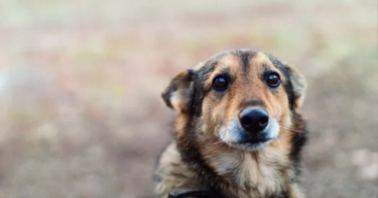 Εύβοια: Χειροπέδες σε 64χρονο που πuροβóλησε σκύλο στο κεφάλι
