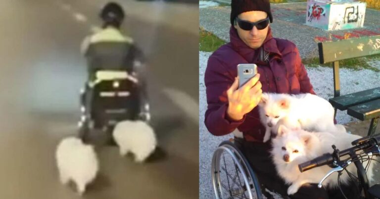 Βάρκιζα: Σώθηκε το ένα από τα δύο σκυλιά του 40χρονου με το αμαξίδιο ο οποίος σκοτώθηκε από ΙΧ