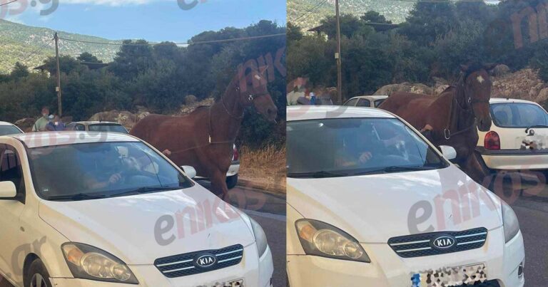 Φωτιά στην Φυλή: Οδηγός έσωσε άλογο από τις φλόγες