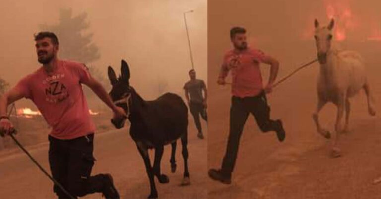 Φωτιά στη Φυλή: Ήρωας κάτοικος έσωσε ζώα από το πύρινο μέτωπο