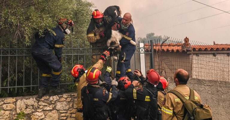 Φωτιά στη Φυλή: Πυροσβέστες έσωσαν σκύλο όλοι μαζί από τις φλόγες