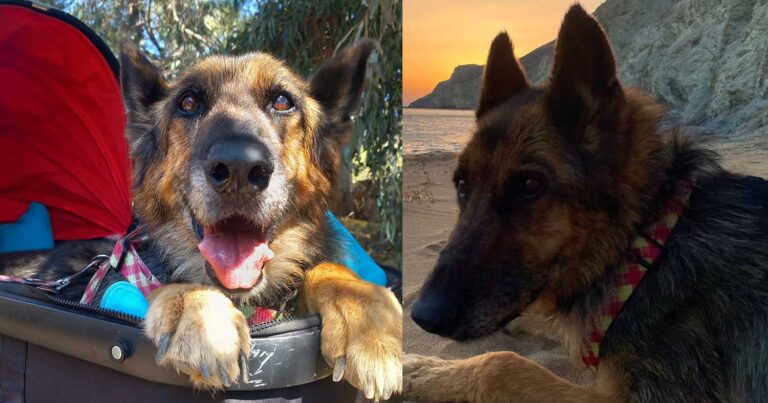 Ραγίζει καρδιές το αντίο στην Λίζα: «Το τελευταίο ηλιοβασίλεμα της στην Ανάφη»