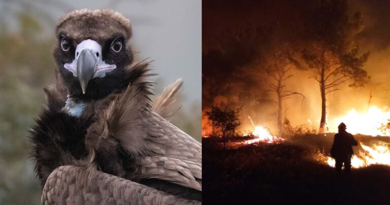 Μεγάλη η οικολογική καταστροφή στον Έβρο – Καίγεται η αποικία του απειλούμενου με εξαφάνιση Μαυρόγυπα