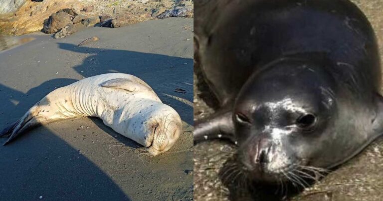 Φώκια εντοπίστηκε να ξεκουράζεται στο Καβούρι – 20 μέρες πριν βρισκόταν στην Κύθνο
