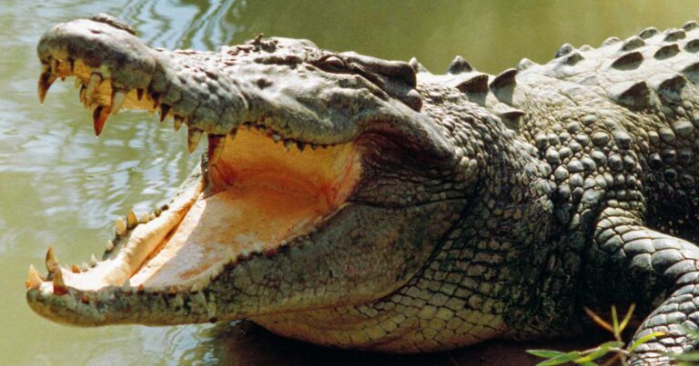 Κόστα Ρίκα: Κροκόδειλος έφαγε ζωντανό ποδοσφαιριστή