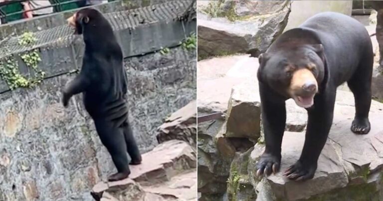 Σάλος με ζωολογικό κήπο στην Κίνα, καταγγελίες ότι οι αρκούδες είναι «ηθοποιοί»