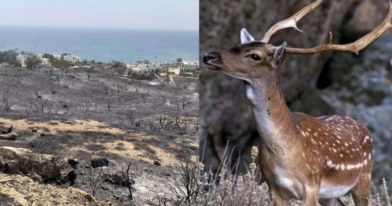 Ρόδος: Απαγορεύεται το κυνήγι για 3 χρόνια στα καμμένα με επίσημη απόφαση
