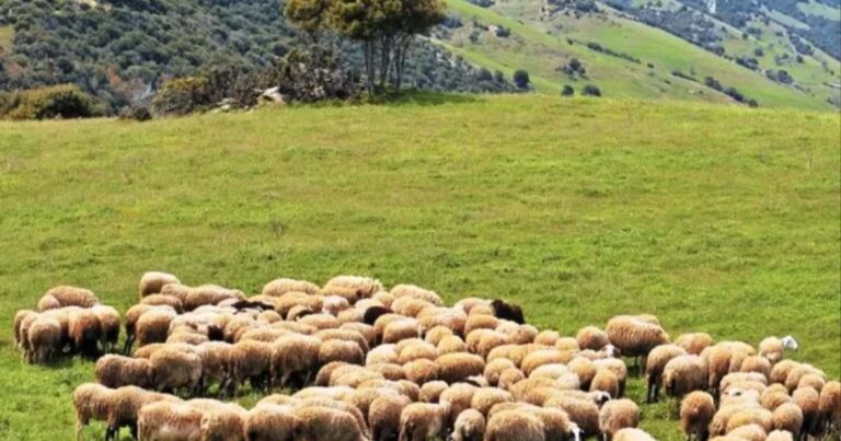 Αλεξανδρούπολη: Σε απόγνωση οι κτηνοτρόφοι – Κάηκαν πάνω από 4.000 ζώα