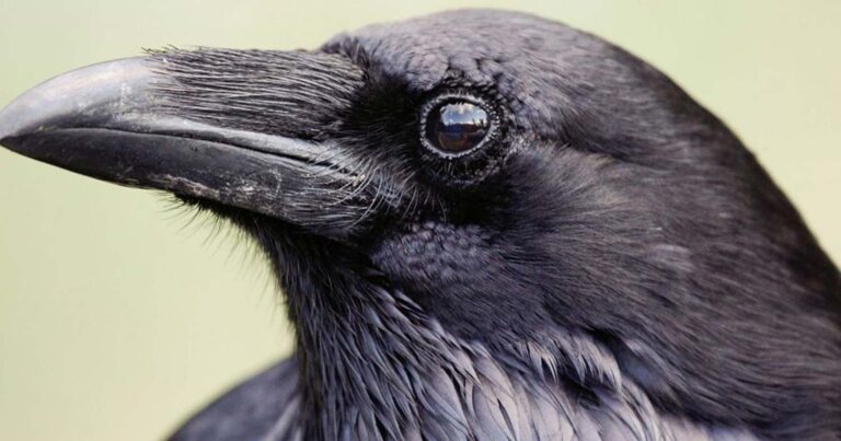 Κτηνωδία στην Πάρο: Σταύρωσαν κοράκι σαν τον Χριστό και το άφησαν σε κοινή θέα