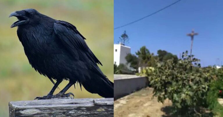 Πάρος: Συνελήφθη ο άνδρας που σταύρωσε σε στύλο το κοράκι