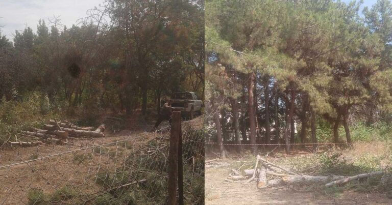 Αλεξανδρούπολη: Κόβουν δέντρα για να φτιάξουν γυμναστήριο, ενώ ο Έβρος φλέγεται