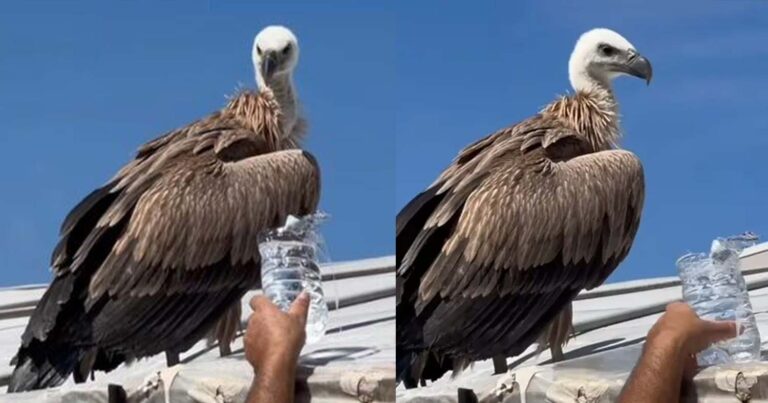 Κρήτη: Κάτοικοι έδωσαν νερό και έσωσαν πτηνό με συμπτώματα δηλητηρίασης