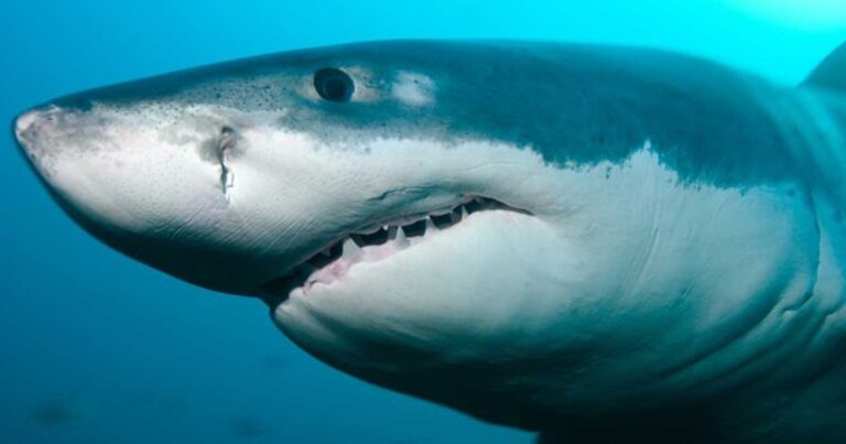 Φόβος στις ελληνικές θάλασσες: Εμφανίστηκε καρχαρίας που είναι ταχύτατος και επιθετικός