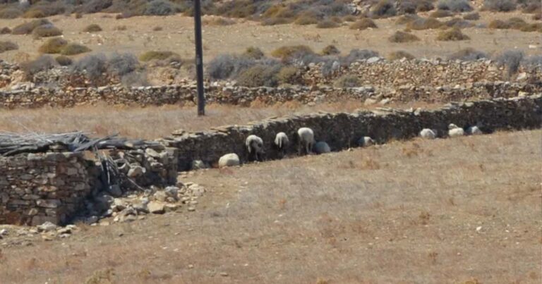 Πάρος: Πρόβατα όλη μέρα στον ήλιο παρά τον καύσωνα