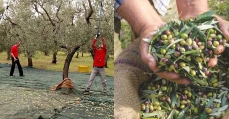 Χαλκιδική: Ψάχνουν 5000 εργάτες για τις ελιές και δεν βρίσκουν ενώ έχουν 15.000 άνεργους