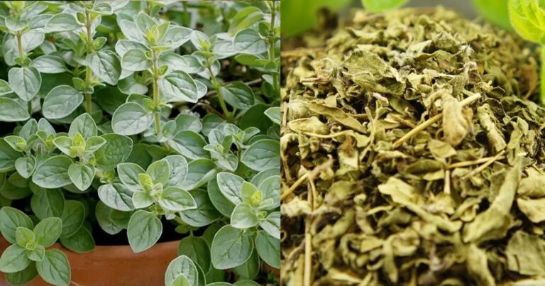 Το ταπεινό φυτό που «θεραπεúει» σχεδόν τα πάντα και δεν κοστίζει τίποτα