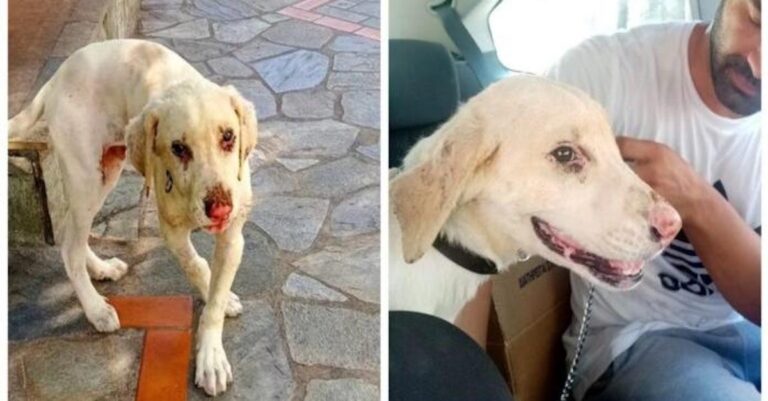 Βόλος: Υιοθετήθηκε ο Σπίθας, ο σκυλάκος που βρέθηκε γεμάτος εγκαύματα από τη φωτιά