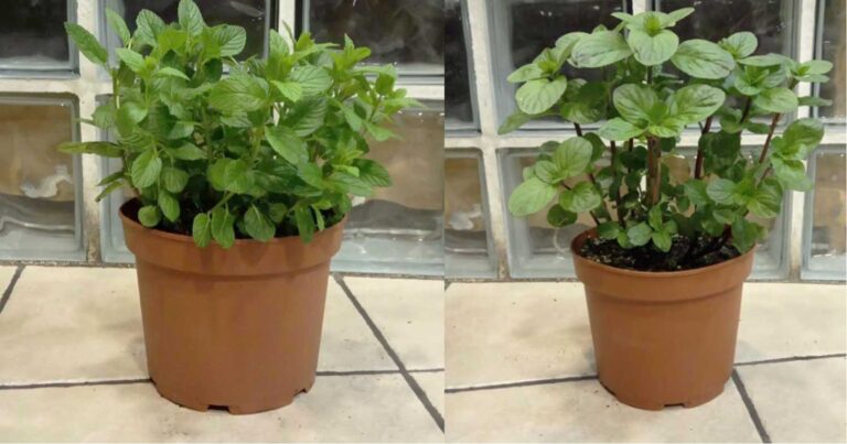 10 φυτά που προσελκύουν θετική ενέργεια και πρέπει να έχουμε στο σπίτι μας