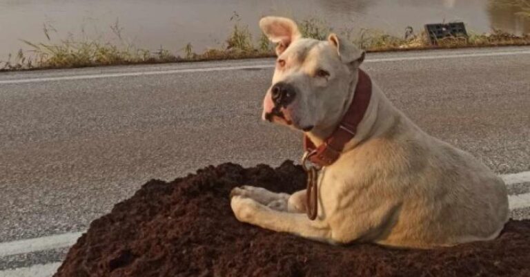Βρέθηκε ο ιδιοκτήτης του σκύλου που περίμενε στην πλημμυρισμένη γέφυρα του Καραβόσπορου