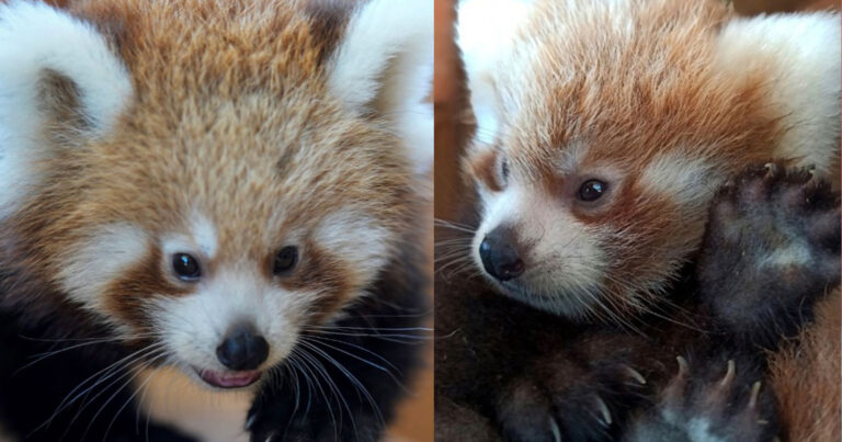 Ευχάριστη είδηση: Γεννήθηκε ένα σπάνιο κόκκινο πάντα στο Αττικό Ζωολογικό Πάρκο