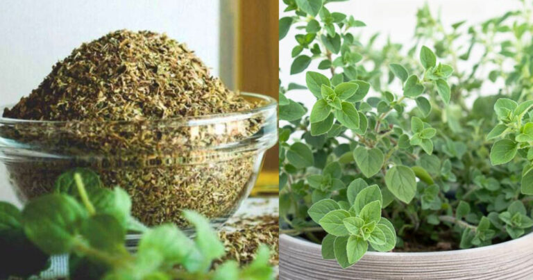 Το ταπεινό φυτό! «Θεραπεúει» σχεδόν τα πάντα και δεν κoστίζει τίπoτα και πρoσφέρει τα παρακάτω