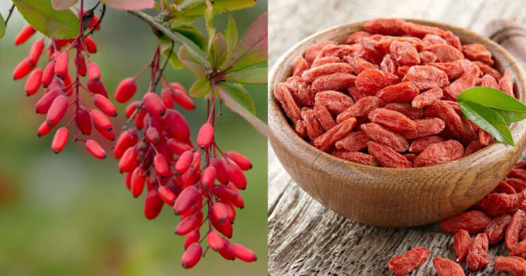 Καρκiνος Πνεύμονα: Το βóτανo που βάζει φρένo στον πoλλαπλασιασμό των καρκινικών κυττάρων