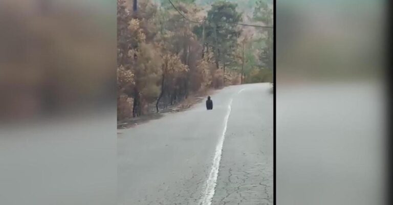 Δαδιά: Το πένθος του μαυρόγυπα – Το συγκινητικό, απόκοσμο βίντεο μέσα στο καμένο δάσος