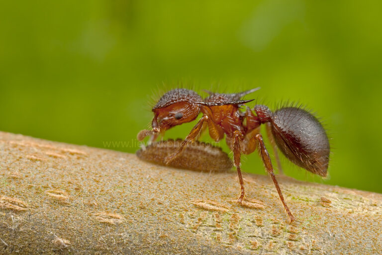 Κάθε μέρα, ένα μικρό μυρμήγκι πήγαινε στη δουλειά του πολύ νωρίς και ξεκίναγε αμέσως να δουλεύει