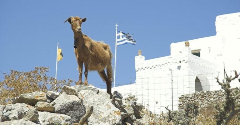 Στην Ελλάδα έχουμε τα περισσότερα γίδια σε όλη την Ευρώπη
