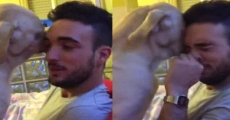 Σκύλος παρακαλάει το αφεντικό του να τον συγχωρέσει και μας έλιωσε