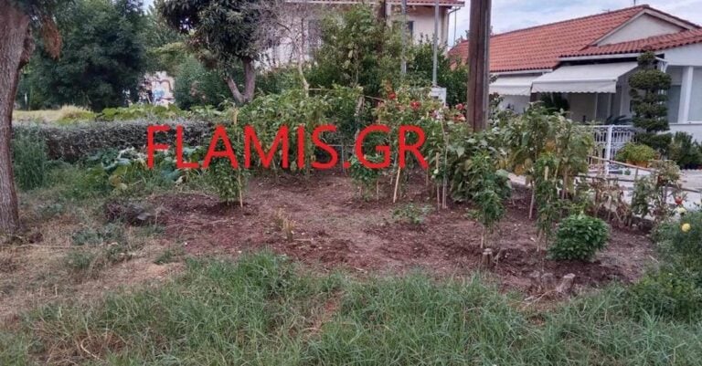 Δεν ξανάγινε: Φύτεψε ντοματιές και άλλα κηπευτικά… σε δημόσια πλατεία