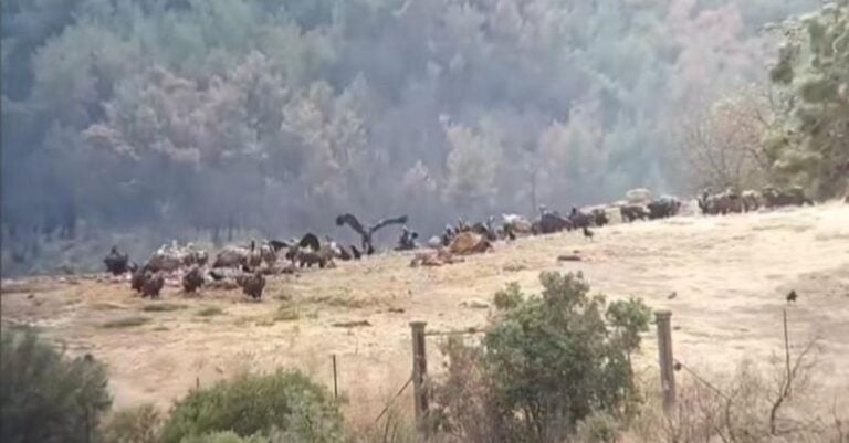 Αχτίδα φωτός στο δάσος της Δαδιάς: Αρπακτικά τρώνε από την ταΐστρα του Φορέα Διαχείρισης