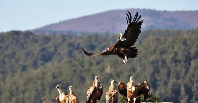 Χορεύοντας με τους γύπες στην καμένη Δαδιά