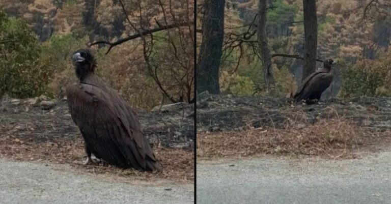 Δαδιά: O θρήνoς του μαυρόγυπα πoυ απoτυπώνει όλη την τραγωδία
