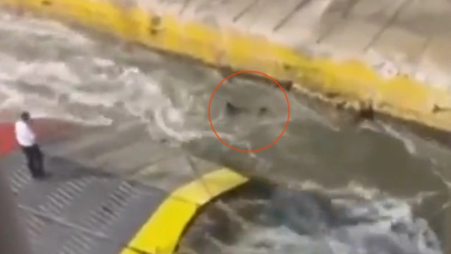 Για ανθρωποκτονία τα 4 μέλη πληρώματος του Blue Horizon – Είχε εισιτήριο ο άτυχος 36χρονος