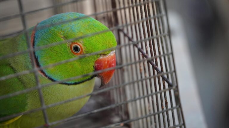 Κτηνωδία: Βασάνισαν παπαγάλο, τον έβαλαν ζωντανό σε στεγνωτήριο και του έσπασαν τον λαιμό