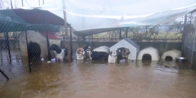 Κακοκαιρία Daniel: Έκκληση για βοήθεια από τον Φιλοζωικό Όμιλο Καρδίτσας