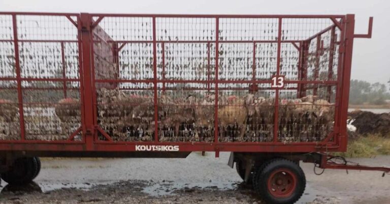 Κακοκαιρία Daniel: Κτηνοτρόφος φόρτωσε τα ζώα της σε καρότσα για να τα σώσει