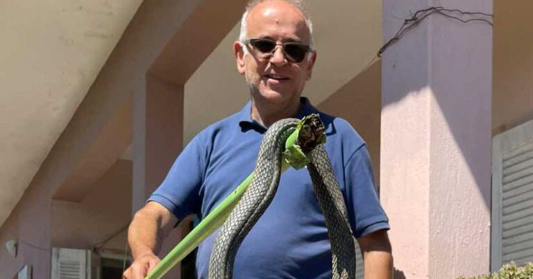 Μετά τις πλημμύρες ήρθαν τα φίδια: Έβγαλε φίδι 2,5 μέτρων από τα λασπόνερα στον Παλαμά 