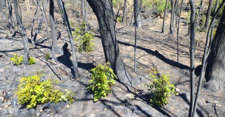 Ροδόπη: Το δάσος του Σώστη αναγεννάται από τις στάχτες του