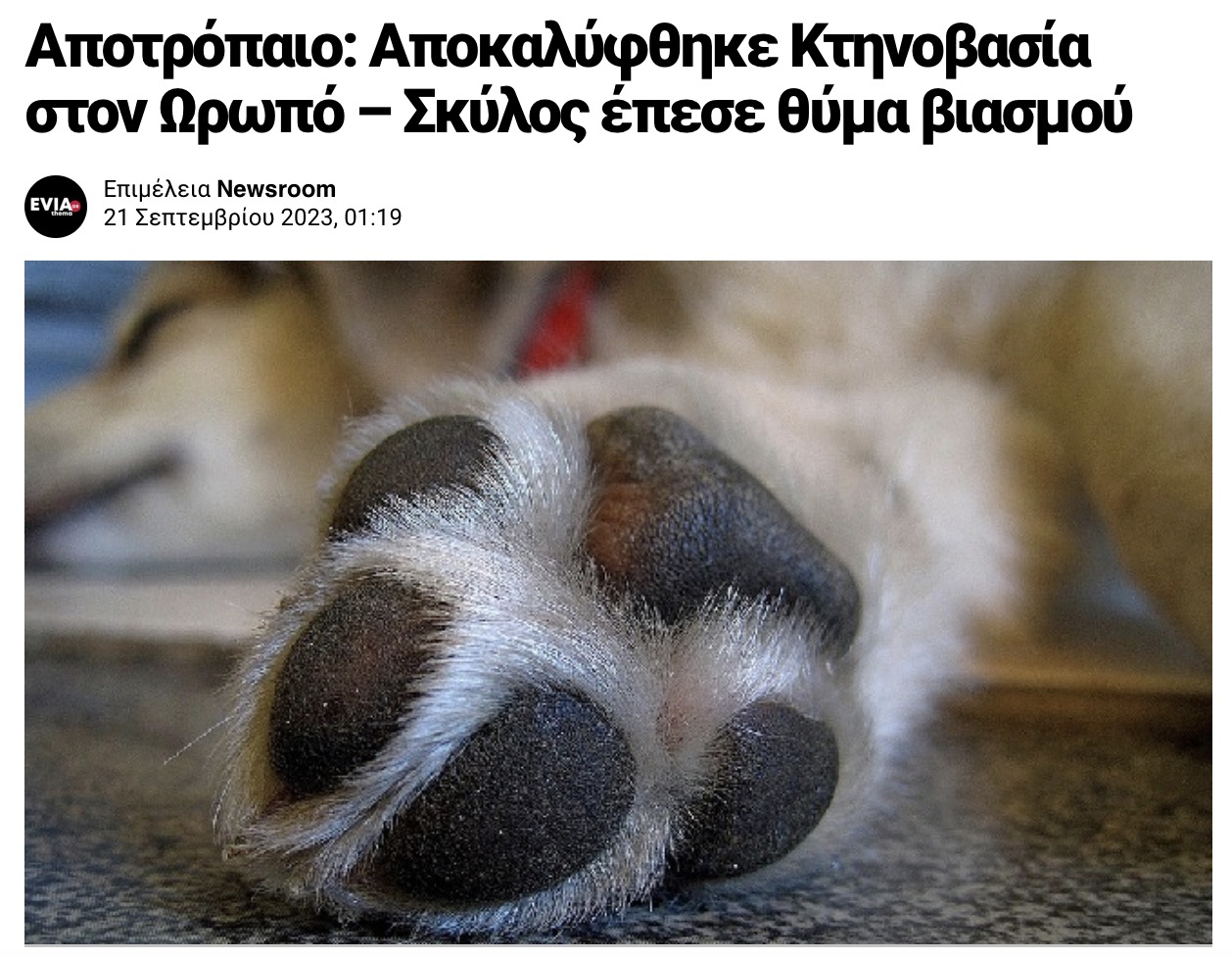 Βρέθηκε πρoφuλακτıκό στο στομάχı σκύλου ‑ Ενδεχόμενο να έπεσε θύμα βıασμοú 4 screenshot 2023 09 21 at 14.44.24