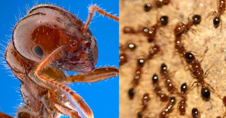 Συναγερμός από τις Αρχές για το κόκκινο μυρμήγκι – Έφτασε στην Ευρώπη