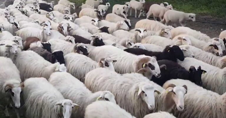 Σκλnρές εικόνες: Δεκάδες ζώα κεiτονται νεκpά σε πλημμυρισμένο μαντρί