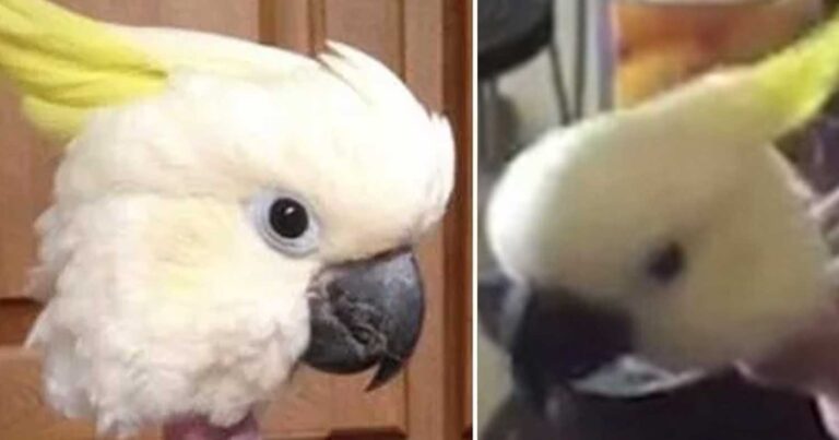 Κακοποιnμένο παπαγαλάκι έχασε όλα του τα φτερά από το στρες