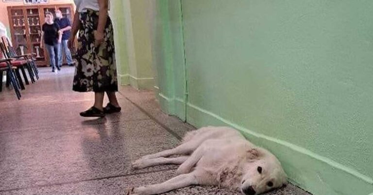 Τέτοια σχολεία θέλουμε! Ο τετράποδος μαθητής που έκλεψε την παράσταση στον αγιασμό Γυμνασίου για τη νέα σχολική χρονιά