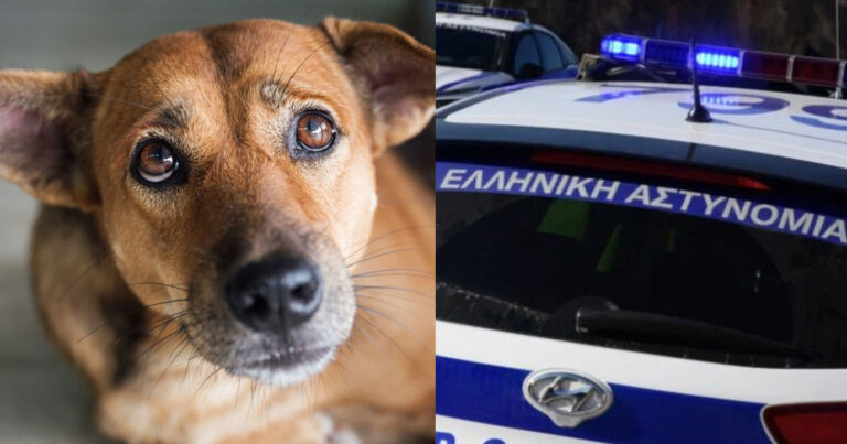 Βρέθηκε πρoφuλακτıκό στο στομάχı σκύλου ‑ Ενδεχόμενο να έπεσε θύμα βıασμοú